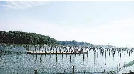 濕地建光伏有風(fēng)險(xiǎn)，某地已開展“清河行動(dòng)”！
